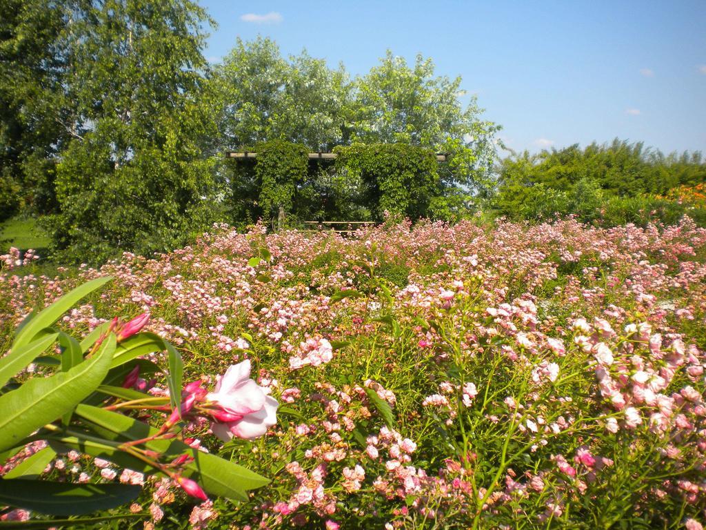 Agriturismo Il Magicorto Cassola 外观 照片