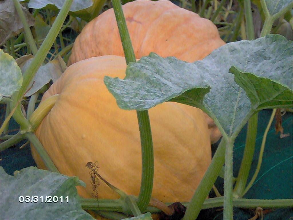 Agriturismo Il Magicorto Cassola 外观 照片