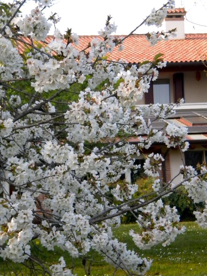 Agriturismo Il Magicorto Cassola 外观 照片