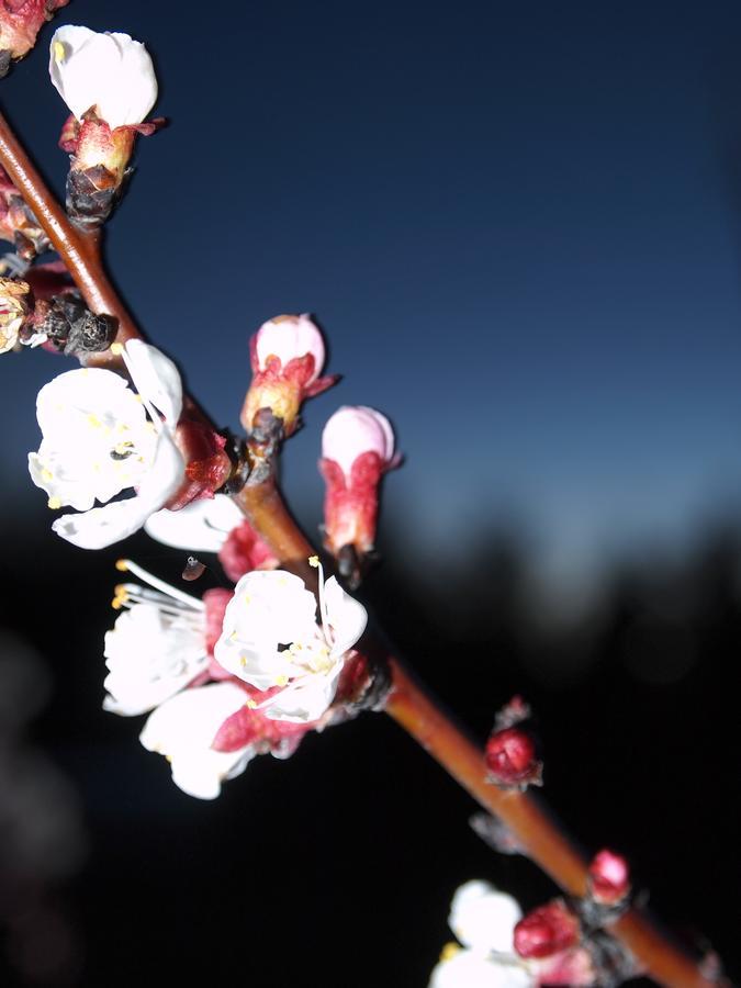 Agriturismo Il Magicorto Cassola 外观 照片